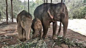 elephant-jungle-sanctuary
