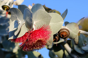 eucalyptus-3410621_960_720