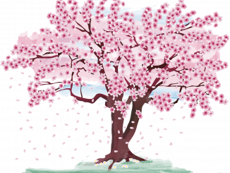cherry-blossom-7081566_1280