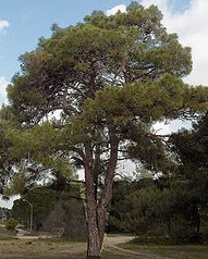 250px-Pinus_brutia(02)