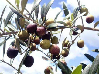 Olive fruit