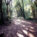 forest footpath