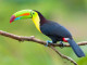 toucan-1024x682