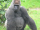 Male_silverback_Gorilla