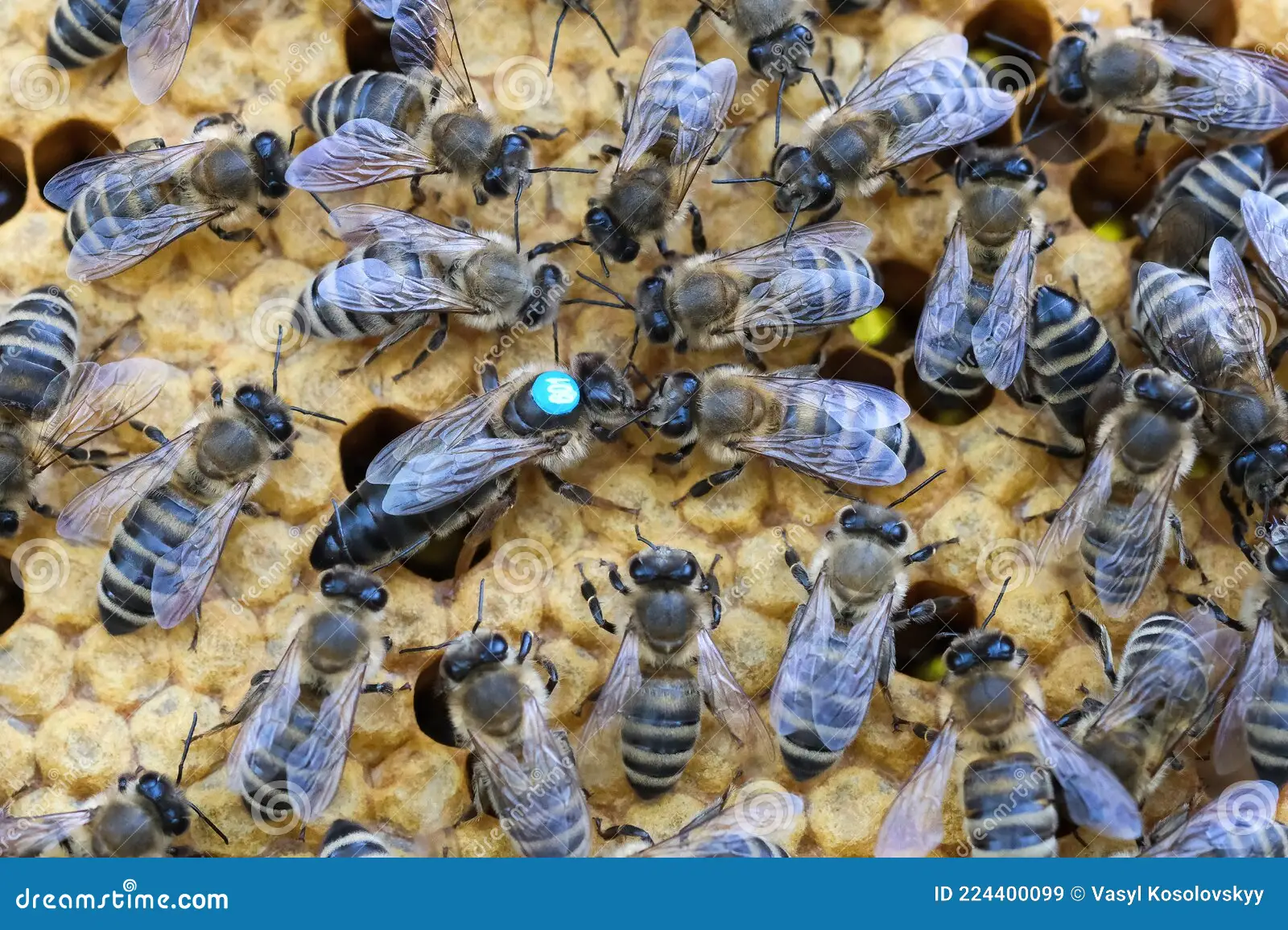 η-βασίλισσα-μέλισσα-περικυκλώνεται-πάντα-από-τις-μέλισσες-που-224400099