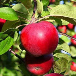 1.-Growing-Apples-in-Home-Garden-Red-Apples
