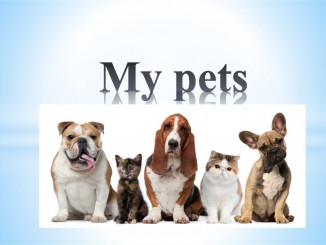 my pets