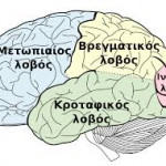 brain-anatomy1