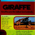 Giraffe1
