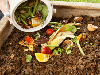 Compost hero image (2)