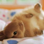 cute-bunnies-25__605