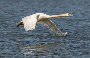 swan-years-water-bird-animal-feathers-white-wing-wings