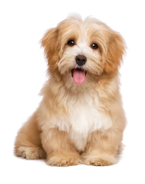 depositphotos_58199799-stock-photo-beautiful-happy-reddish-havanese-puppy