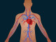 human-circulatory-system-of-cardiovascular-blood-circulation-png_131020