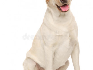 labrador-retriever-dog-happy-sits-white-background-80611208