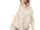 labrador-retriever-dog-happy-sits-white-background-80611208