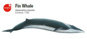 Fin Whale ΠΤΕΡΟΦΑΛΑΙΝΑ