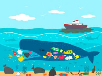 ocean pollution whale