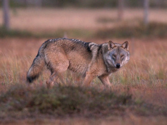 Wolf in a forest in Finland - Markus Mauthe Greenpeace