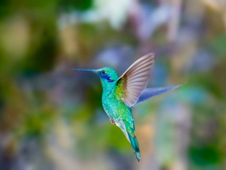 Sparkling Violetear hummingbird showing off his flying skills