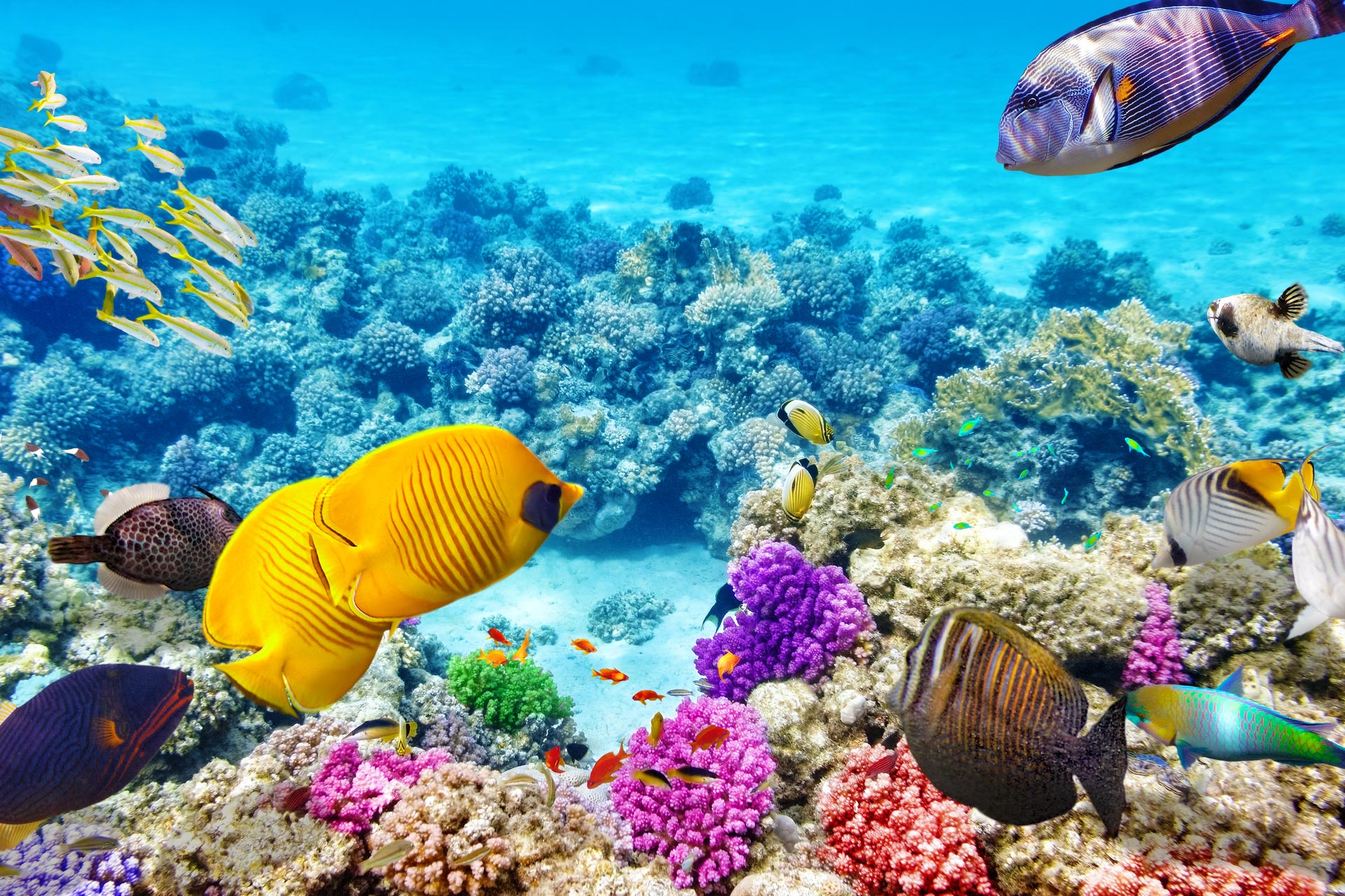 great-barrier-reef-gallery-1