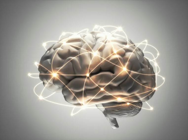 brain