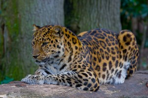 Amur_Leopard_(P.p._amurensis)