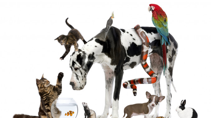 Studio shot of large group of different pets