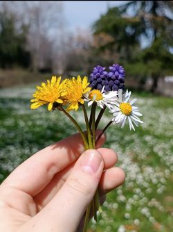 χερι με λουλουδια μικρο
