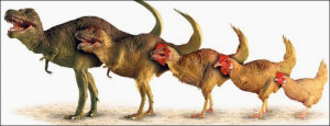 From chicken to dinosaur
