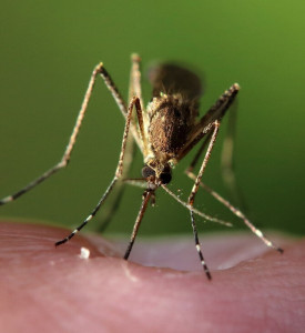mosquito-kounoupia-coronavirus