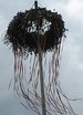 maibaum