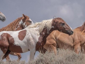 Άγρια άλογα στη φύση