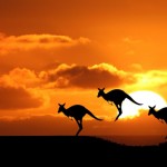 kangaroo-sunset-animals-iphone-ipad_250744