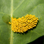 Large Cabbage White butterfly eggs