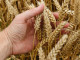 wheat-g7196de829_640