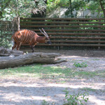 Ζωολογικός κήπος - Bongo