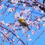 cherry-blossoms-1304965_640 (1)