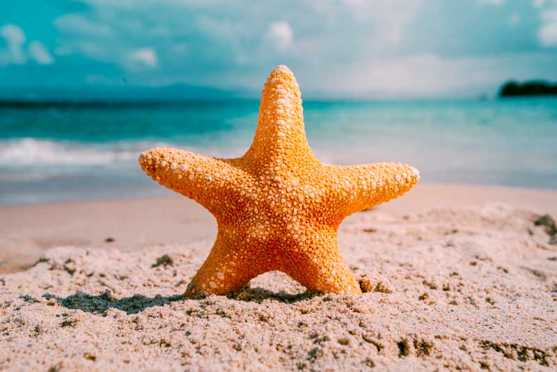 175_starfish