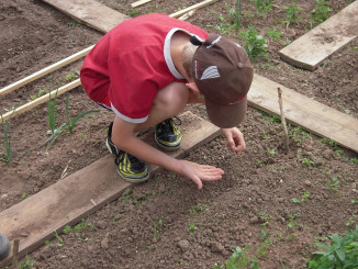 school-garden-g60ab1df66_640