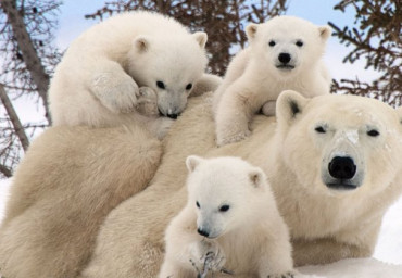 polar-bear-family-three-cute-teddy-bears-desktop-wallpapers-hd-1366x768