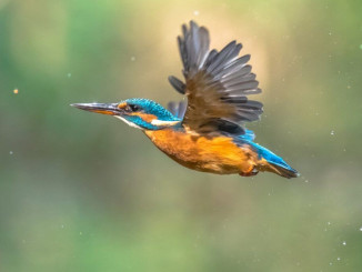 common-european-kingfisher-flying-VZ4PFP6-1-1024x683